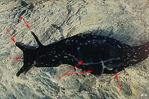 photo de l'aplysie, Aplysia punctata